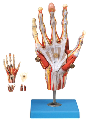 手肌附主要血管神经模型A11307