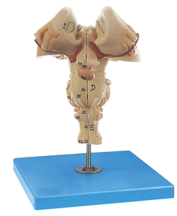 脑干放大模型A18215