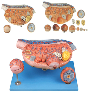 卵巢放大模型A41003