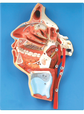 口、鼻、咽、喉内侧面血管神经模型A18108