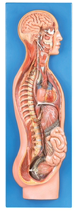 交感神经系统模型A18110