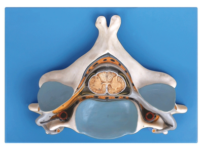 第五颈椎附脊髓和脊神经放大模型A18104