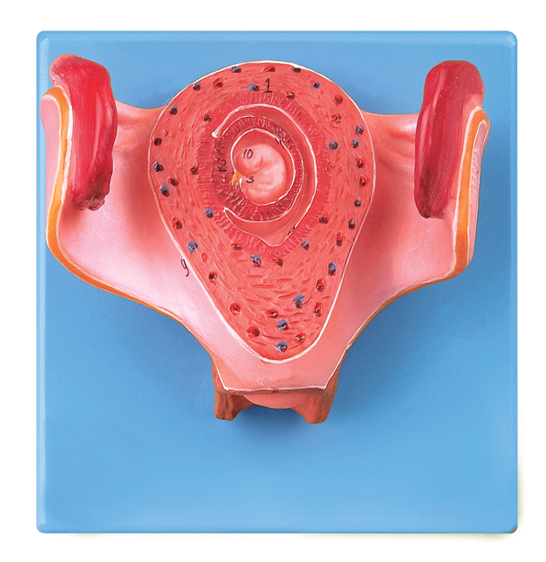 一个月胚胎模型a42005/1