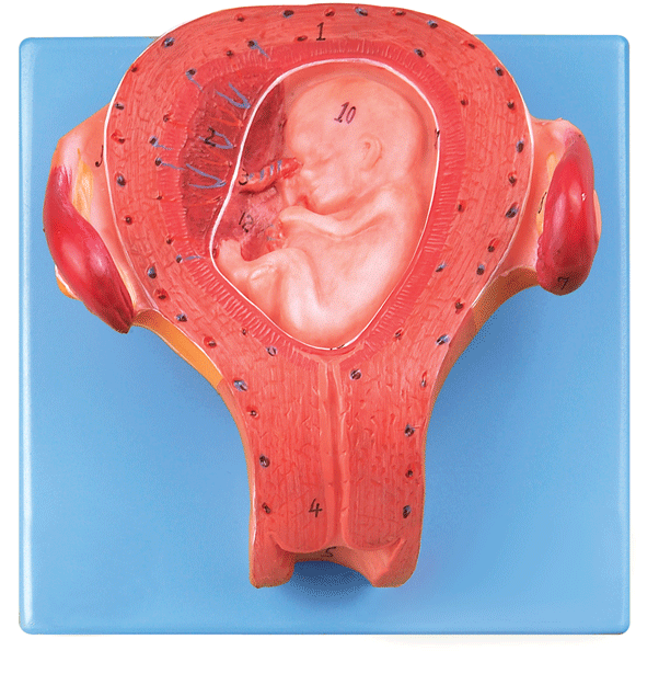 三个月胚胎模型a42005/3