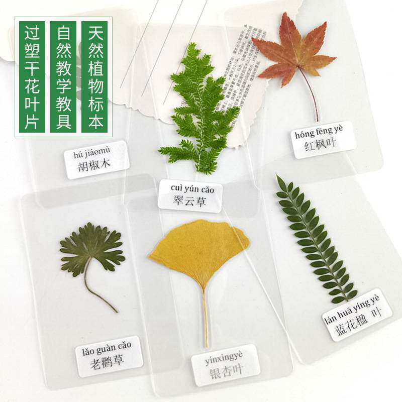 过塑干花压花塑封植物标本过塑书签真树叶认识叶子花草书签带标签