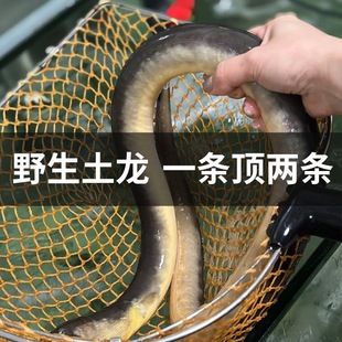 东山岛野捕土龙特大鳗鱼青鳗红鳗正宗深海土龙海捕新鲜特大土龙