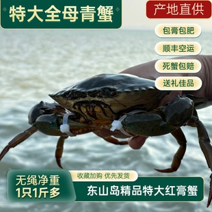 【活发】东山岛红膏蟹特大膏蟹红鲟蟹青蟹螃蟹高端海鲜水产礼盒