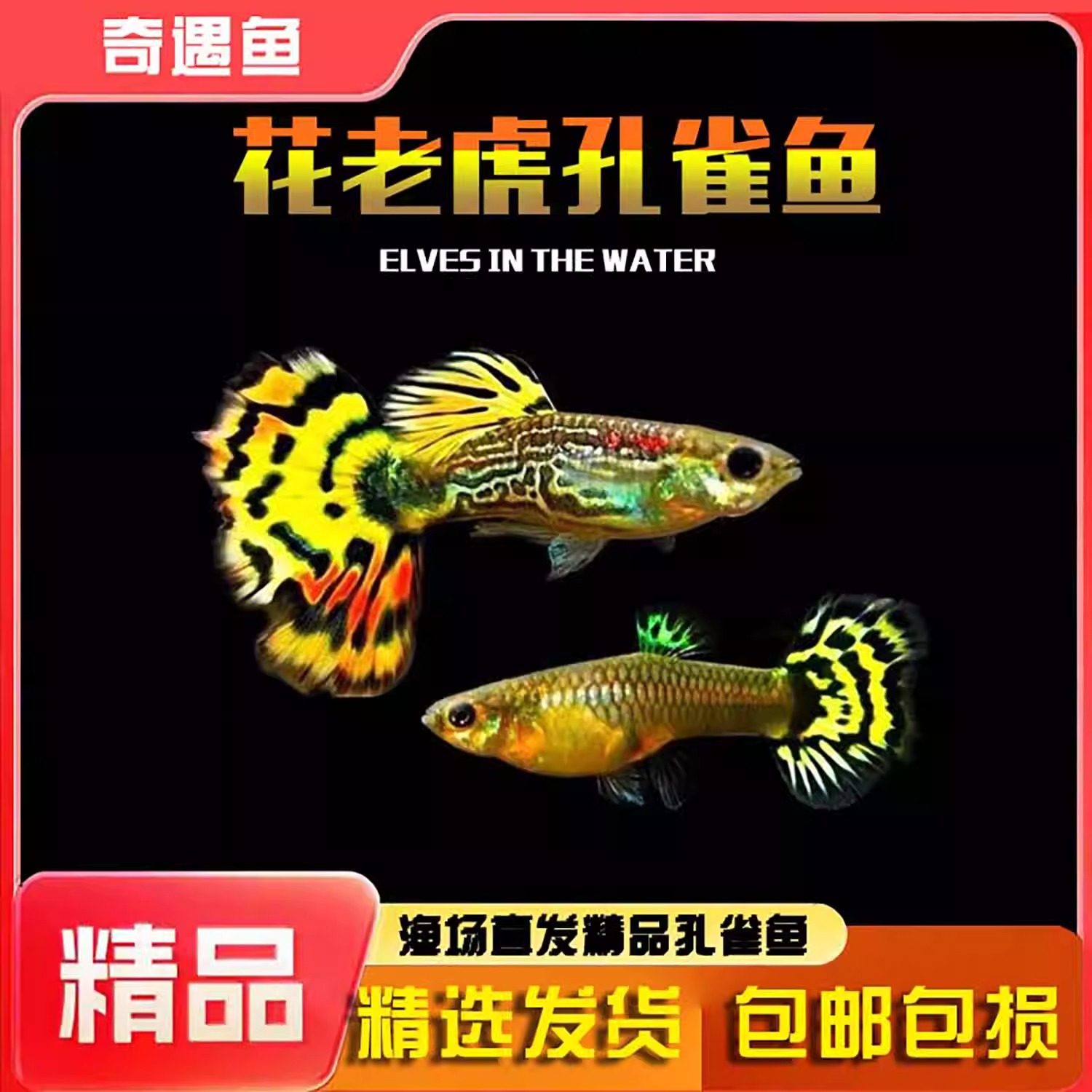 孔雀鱼活鱼苗观赏鱼热带小型鱼活体鱼淡水好养耐活精品花老虎孔雀