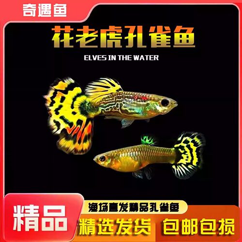 孔雀鱼活鱼苗观赏鱼热带小型鱼活体鱼淡水好养耐活精品花老虎孔雀 - 封面