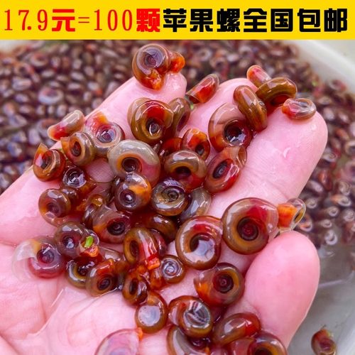 红苹果螺工具螺除藻螺宠物