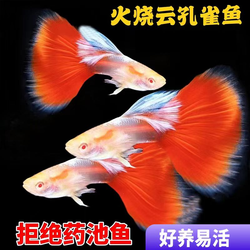 火烧云孔雀鱼孕母小型热带凤尾鱼
