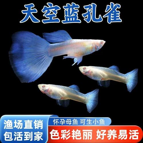 天空蓝孔雀鱼纯种网红孔雀