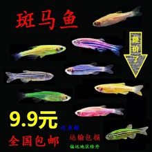 热带观赏鱼活体小型好养草缸淡水红绿灯小鱼灯科鱼荧光鱼苗斑马鱼