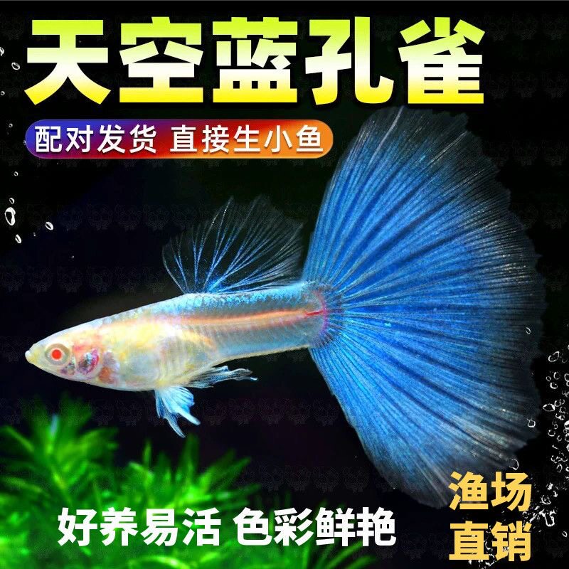 天空蓝白孔雀鱼热带观赏鱼活体练手入门凤尾鱼淡水好养耐活小型鱼