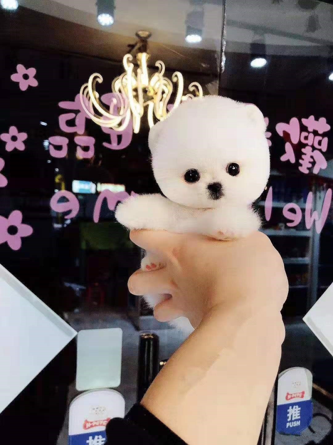 纯种博美幼犬活体袖珍俊介迷你小型博美泰迪比熊长不大茶杯狗狗p