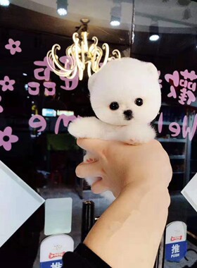 袖珍俊介小型比熊茶杯博美幼犬
