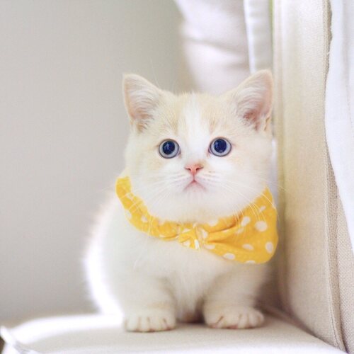 曼基康矮脚猫拿破仑短毛猫咪活体