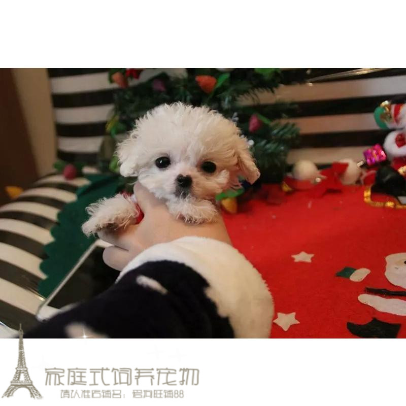 纯种家养泰迪犬活体茶杯犬微小体幼犬白色贵宾犬可上门g