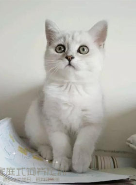 银色活体渐层英国短毛猫