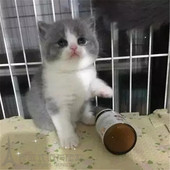 出售英短蓝白猫宠物猫纯种英国短毛猫英短蓝白立耳折耳活体幼猫p