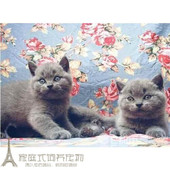 家养纯种英短蓝猫 英国短毛猫活体幼猫宠物猫立耳折耳蓝猫活体p