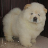 自家饲养健康协议 白松狮幼犬活体宠物狗松狮犬中型犬p 包邮