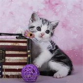 出售美短银虎斑活体纯种幼猫美短起司猫美短银虎斑加白家养美短p