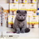 英短蓝猫纯种活体幼猫宠物猫英国短毛猫家养折耳猫英短蓝白蓝猫p
