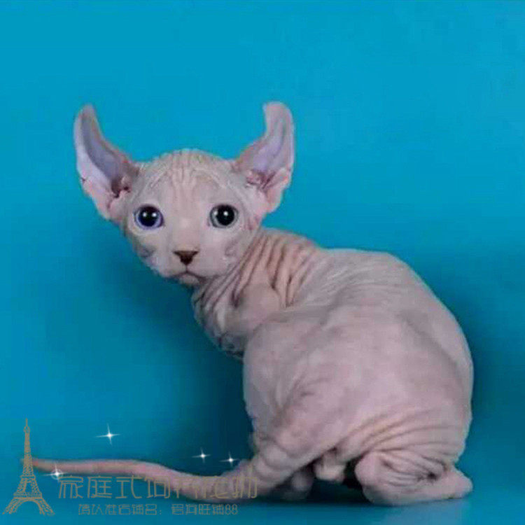纯种家养宠物猫活体小猫咪加拿大无毛猫幼猫 斯芬克斯猫 无毛猫p