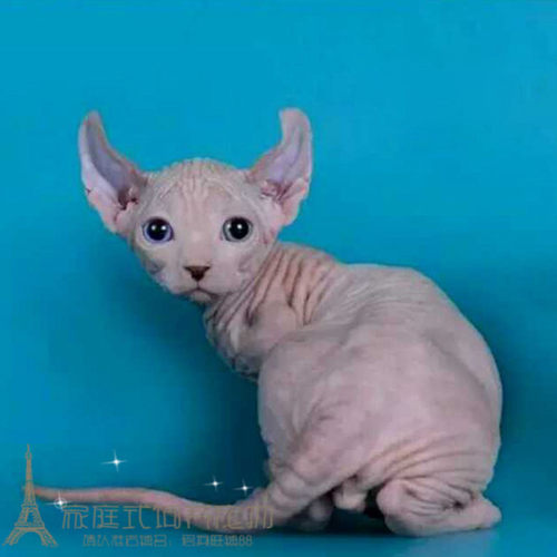 纯种活体加拿大无毛猫