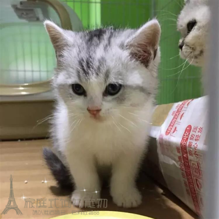 出售加白起司猫美国短毛猫家养活体幼猫宠物猫纯种美短银虎斑猫p