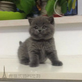 赛级蓝猫宠物猫 英国短毛猫英短蓝猫活体幼猫纯种蓝猫短毛猫p