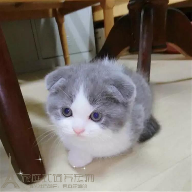 宠物活体蓝白猫英短蓝白猫活体幼猫纯种英国短毛猫蓝白折耳猫p