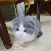 宠物活体蓝白猫英短蓝白猫活体幼猫纯种英国短毛猫蓝白折耳猫p