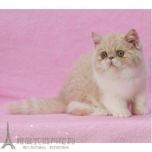CFA注册猫舍加菲猫乳色幼猫异国短毛猫幼猫 出售活体宠物猫健康p