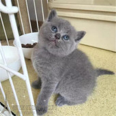 家养英短蓝猫英国短毛猫蓝猫宠物猫活体幼猫包子脸纯种蓝猫p