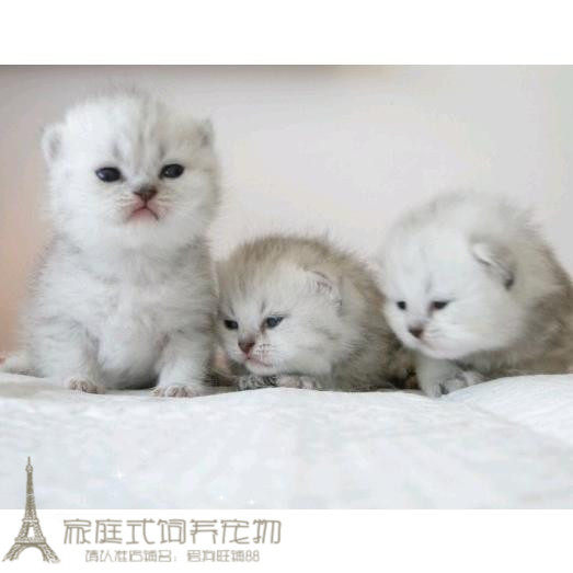 活体宠物猫咪苏格兰折耳猫银渐层英国短毛猫幼猫迷你猫崽子猫仔p