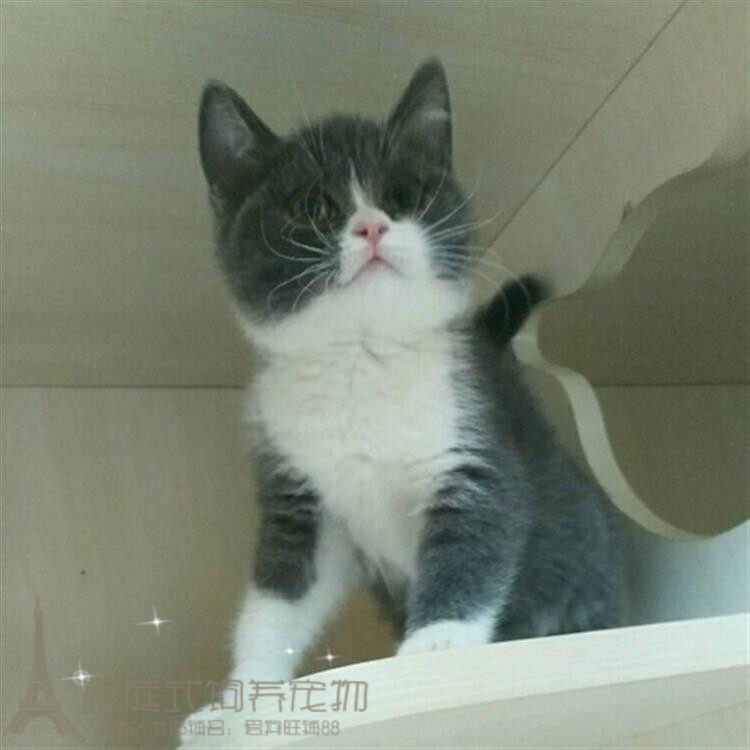 出售纯种英国短毛猫宠物猫幼猫活体英短蓝白正八字脸健康英短p