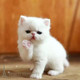 出售家养纯种宠物小猫咪 异国短毛猫p 纯白色加菲猫活体幼猫