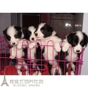 纯自家繁殖宠物边境牧羊犬幼犬活体宠物狗边牧七白全到位g
