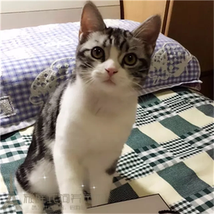 美国短毛猫宠物小母猫咪纯种美短加白起司立耳折耳活体幼猫幼崽w
