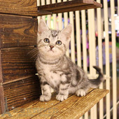 美国短毛猫美短银虎斑标斑宠物猫幼猫咪活体纯种健康萌宠 包邮