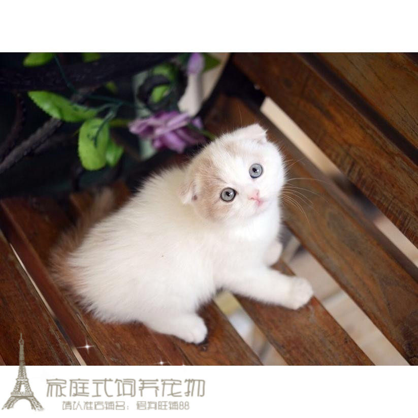 赛级英国短毛猫纯种银渐层折耳幼猫家养活体英短乳白色宠物猫p