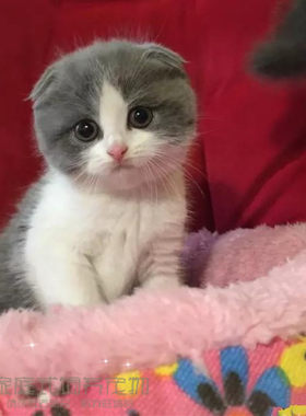 上海繁育纯种蓝白活体英国短毛猫