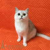 上海出售纯种猫英国短毛猫家养宠物猫咪英短银色渐层幼猫活体猫p