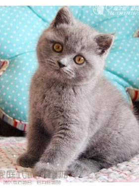 英国短毛猫小猫咪活体幼英短蓝猫纯种猫宠物猫活体立耳猫DD出售p
