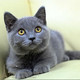 赛级英国短毛猫英短蓝猫折耳立耳幼猫活体cfa猫舍宠物猫咪家养p