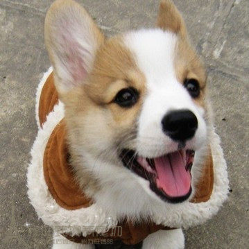 家养双血统威尔士柯基犬幼犬活体宠物狗三色双色柯基幼犬纯种p
