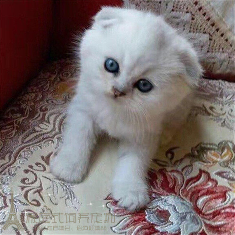 纯种宠物活体猫咪苏格兰折耳立耳猫蓝虎斑渐层英短立耳幼猫幼崽p