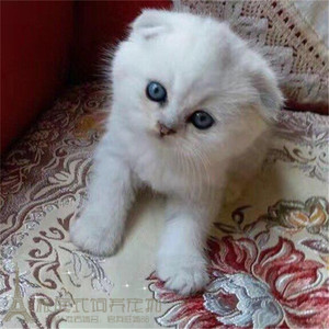 纯种宠物活体猫咪苏格兰折耳立耳猫蓝虎斑渐层英短立耳幼猫幼崽p